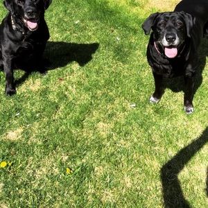 Meet your Posher, Morgan